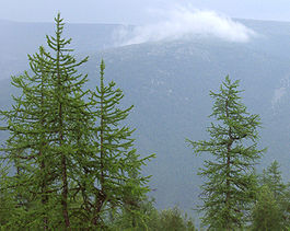 лиственница сибирская